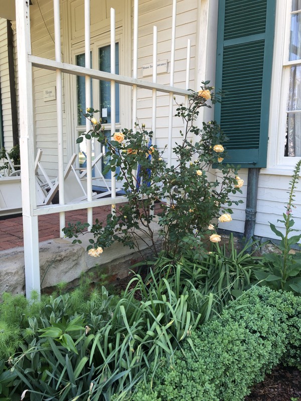 Lady Hillingdon, on the West side porch trellis