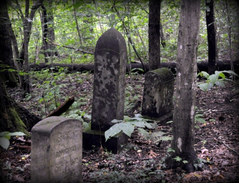 Plant, Wood, Tree, Headstone