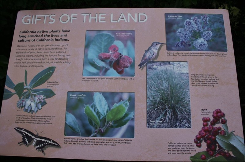 Native Plant Panel