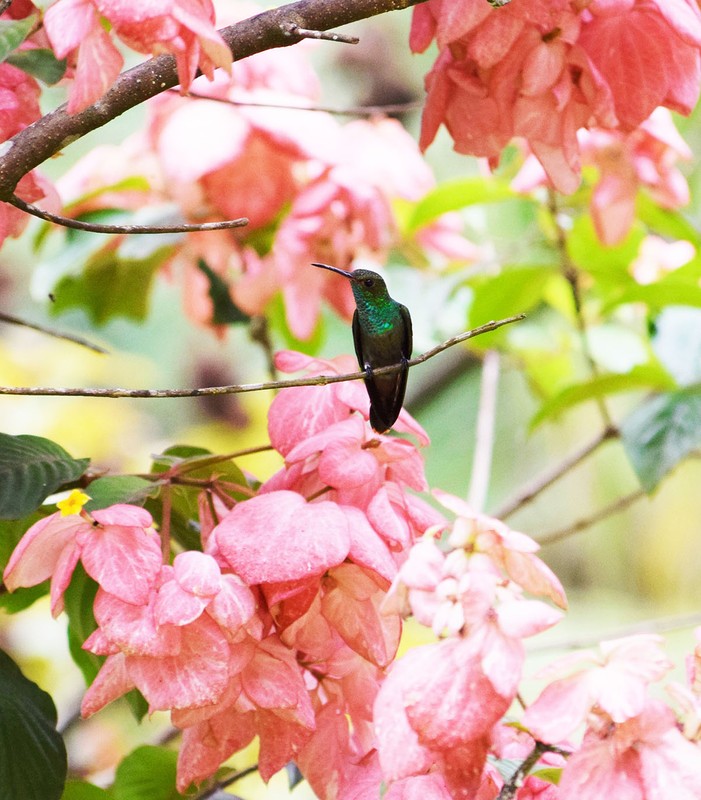 Flower, Bird, Plant, Botany