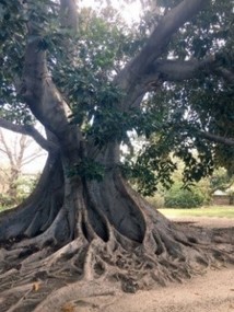 Moreton Bay Fig, early 1930s