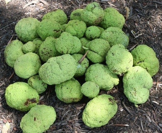 Osage Orange's "Green Brain Fruit"