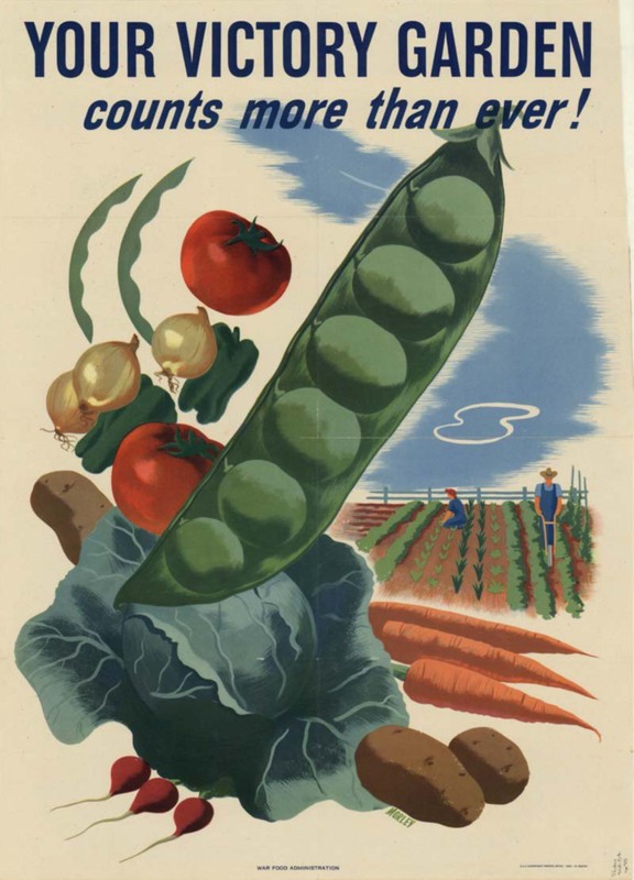 This poster was created by the United States Agriculture Department in 1944. This poster was a part of the campaign during WWII for Victory Gardens across the nation. 
(Artist: Morley Size: 27"x19" Publication: [Washington, D.C.] Agriculture Dpt.)