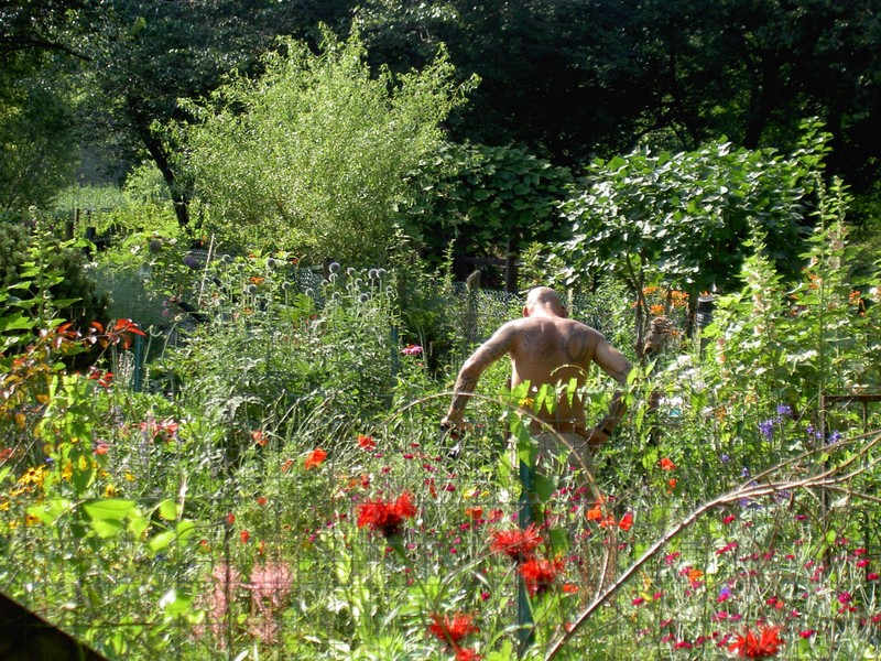 This photograph, taken in 2016, shows a busy Boston resident tending to his garden. 
(Source: Wikimedia Commons - This image was originally posted to Flickr by Dan4th at https://www.flickr.com/photos/43264265@N00/179121595)