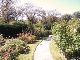 This is a view of the Kelleher Rose Garden, which occasionally hosts events such as weddings and public music performances. Image courtesy of Wikimedia Commons https://commons.wikimedia.org/wiki/File:KelleherRoseGarden.jpg.