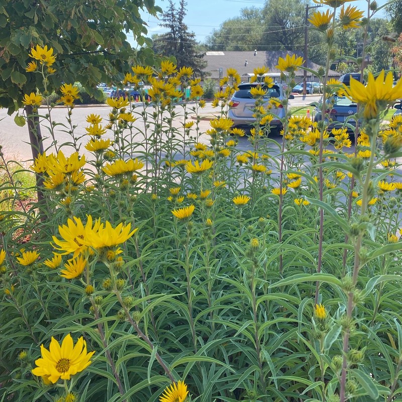 Flower, Plant, Botany, Nature