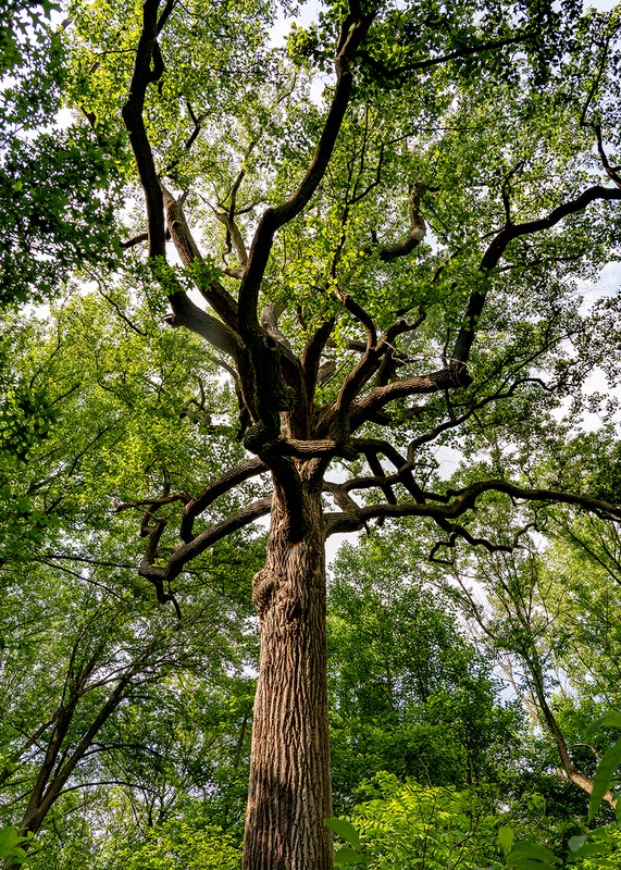 Plant, Tree, Natural landscape, Trunk