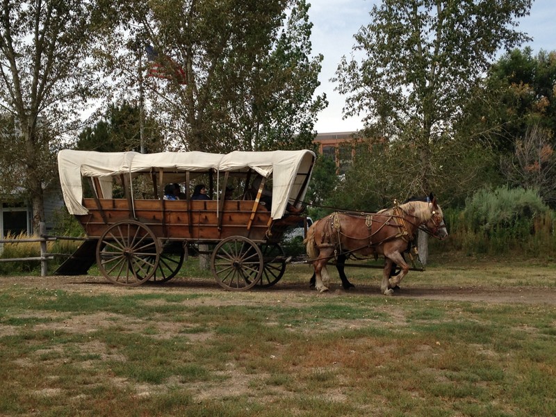 Two of Four Mile's old horses, Barney and Thomas, pulling the Prairie Schooner