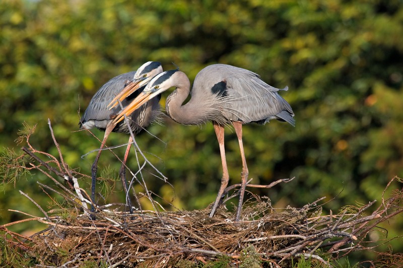 Bird, Plant, Nature, Marabou stork