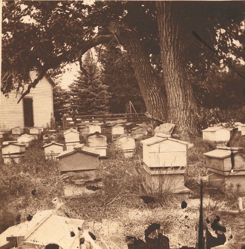 The original Bee House, showing many of Millie Booth's many beehives. Photo taken about 1890. 