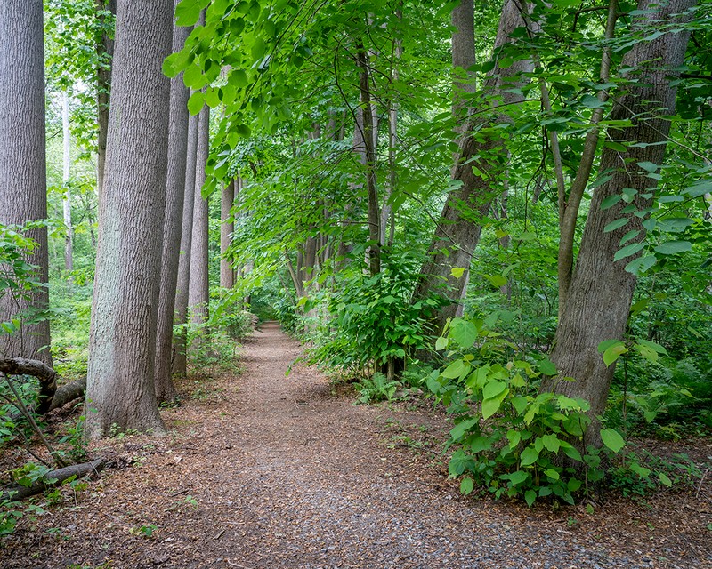 Plant, Tree, Natural landscape, Wood