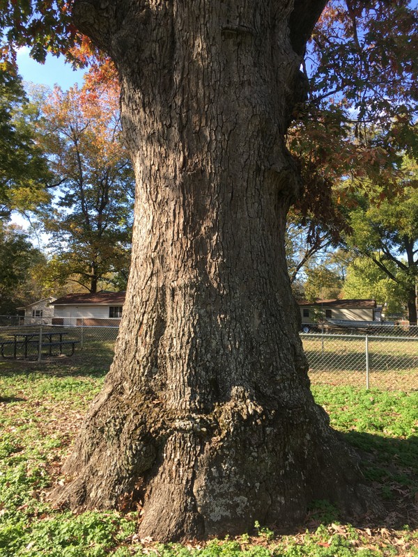 Estimated to be 300-500 years old.