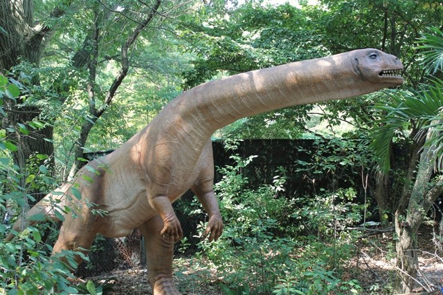 The Dino-mite exhibit at the Franklin Zoo Park. This is probably a kind of Sauropodomorpha, an extinct clade of long-necked, herbivorous, saurischian dinosaurs that includes the sauropods and their ancestral relatives. (David Fuentes)