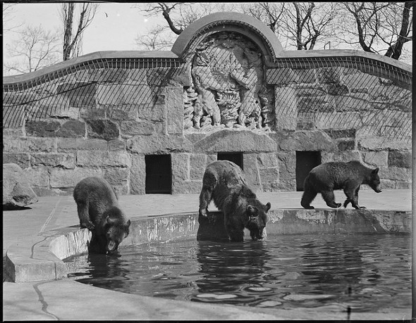 The Zoo used to have bears - even polar bears, in enclosures that date to 1912 and which include a large relief of bears clawing at the Boston city seal, as shown in this 1922 photo by Leslie Brown. The enclosures were eventually shut down. (Admag)