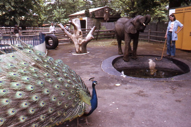 This historic photo from 1975 features a zookeeper inside the animal exhibit with a peacock and elephant, one of the zoo's most popular animals. (Peter H. Dreyer slide collection, Collection #9800.007, City of Boston Archives, Boston)