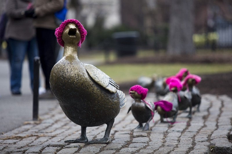 The Make Way for Ducklings Statue in Boston dressed with pink yarn hats, symbolic of the feminist movement. 