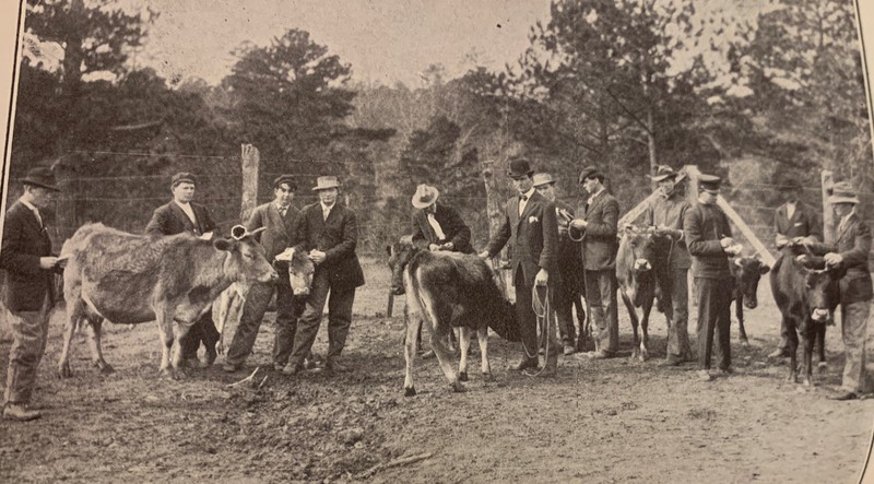 Men, cattle, suits, hats, trees