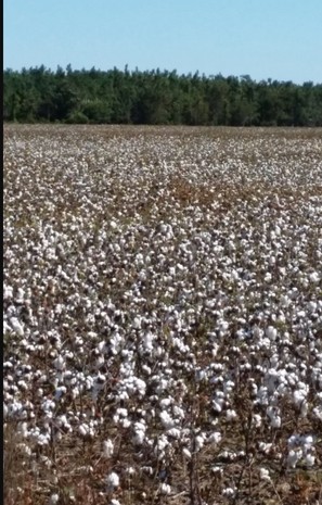 Sky, Plant, Cotton, Natural landscape