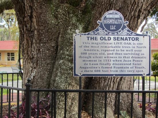 Historical marker at the base of the tree.