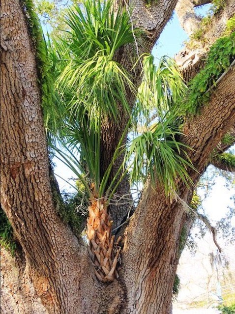 Palm tree growing in a crook of Old Senator. Credit: Cheryl H., TripAdvisor