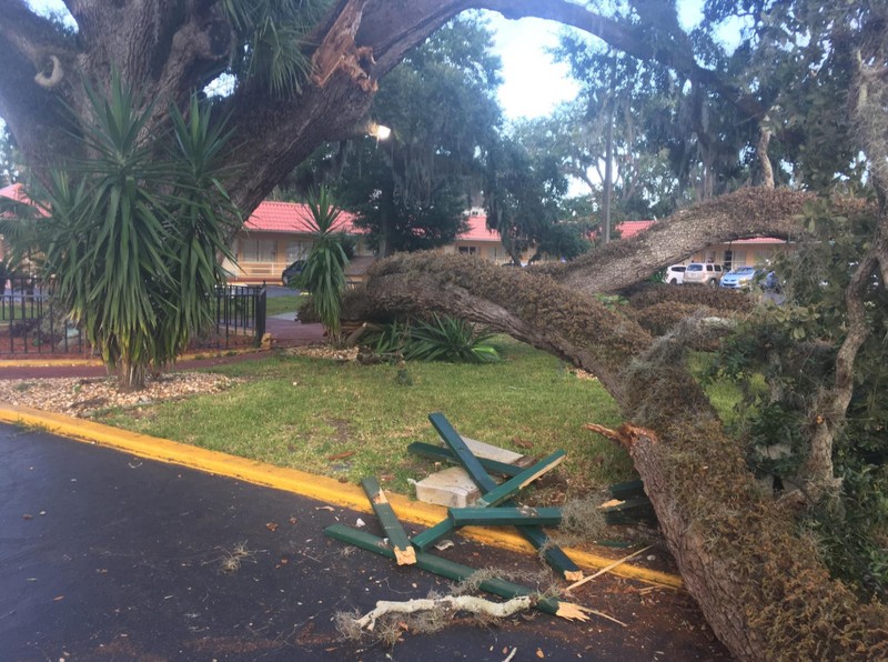 A limb from Old Senator that fell in August of 2018. Credit: Sheldon Gardner, The Record