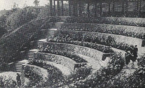 Berkeley Municipal Rose Garden