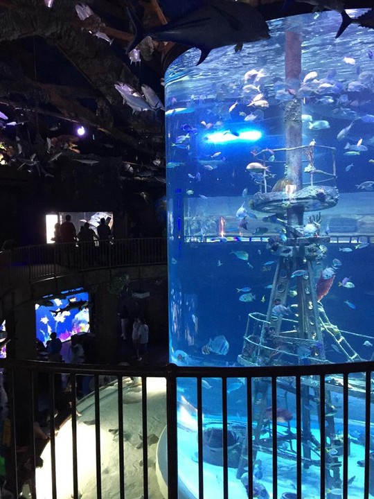 The aquarium holds over 35,000 aquatic animals.