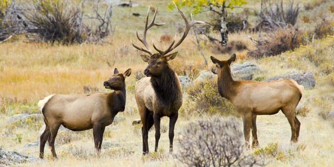 Three large elk stand in Rocky Mountain National Park. The male with his large antlers stands in between two females.