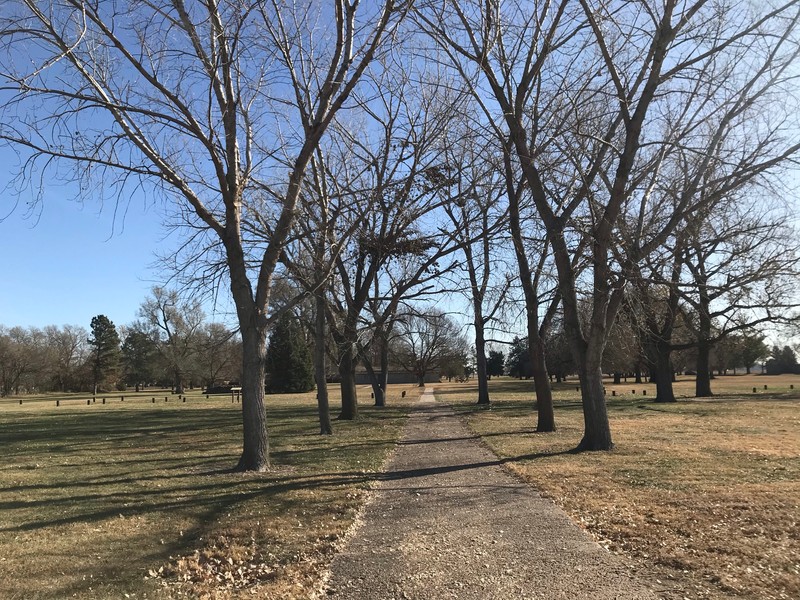 Branch, Tree, Deciduous, Plain