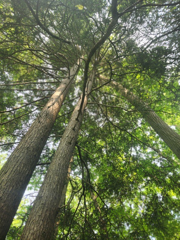 Natural landscape, Terrestrial plant, Trunk, Tree