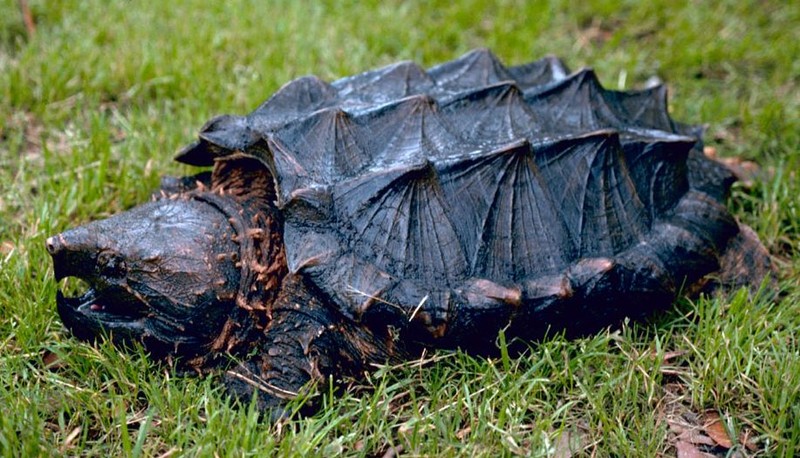 An alligator snapping turtle.