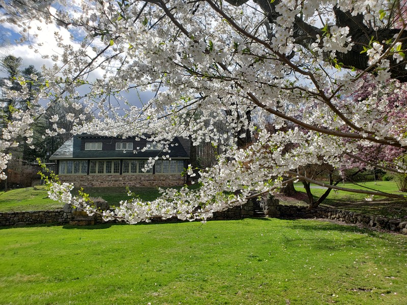 Flower, Plant, Tree, Branch