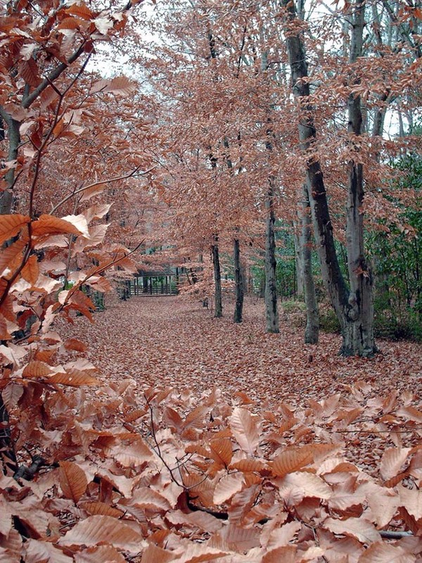 Autumn on the Beech Allee