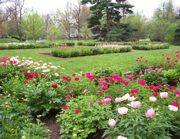 The Peony Garden at Ashland