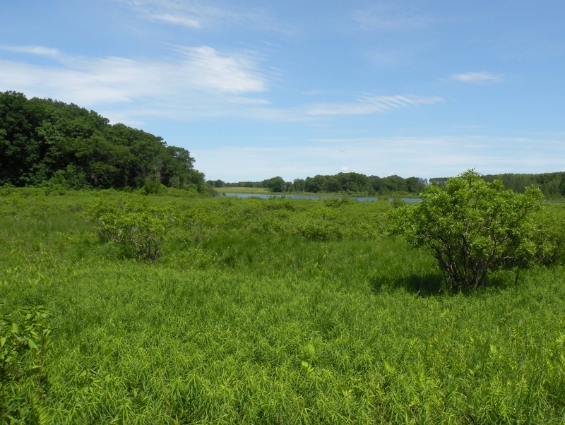 A section of greenery in John Muir Memorial Park. Photo taken by John W. Iwanski.