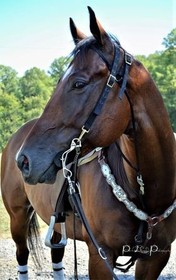 Horse, Head, Sky, Eye