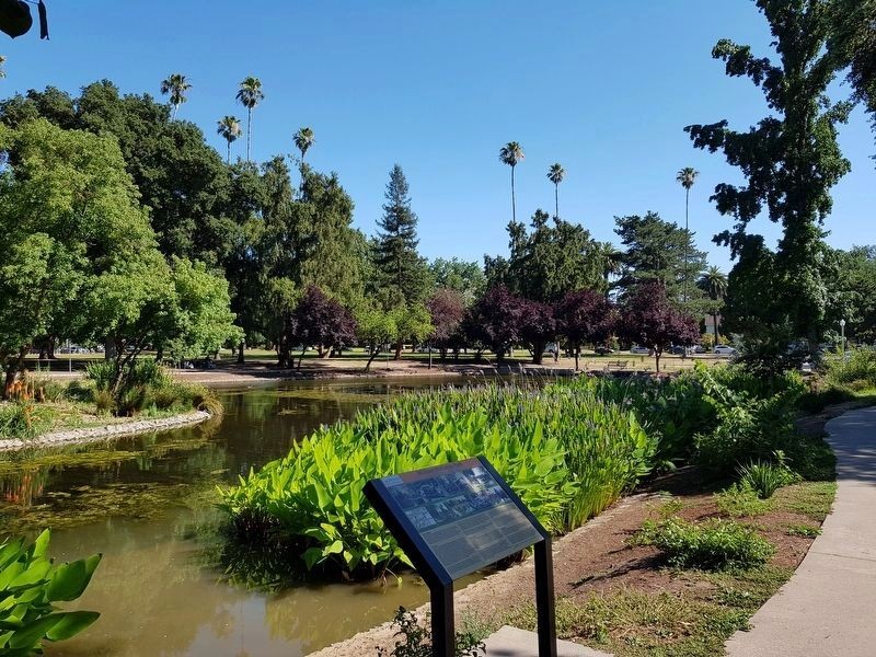 Plant, Sky, Water, Plant community