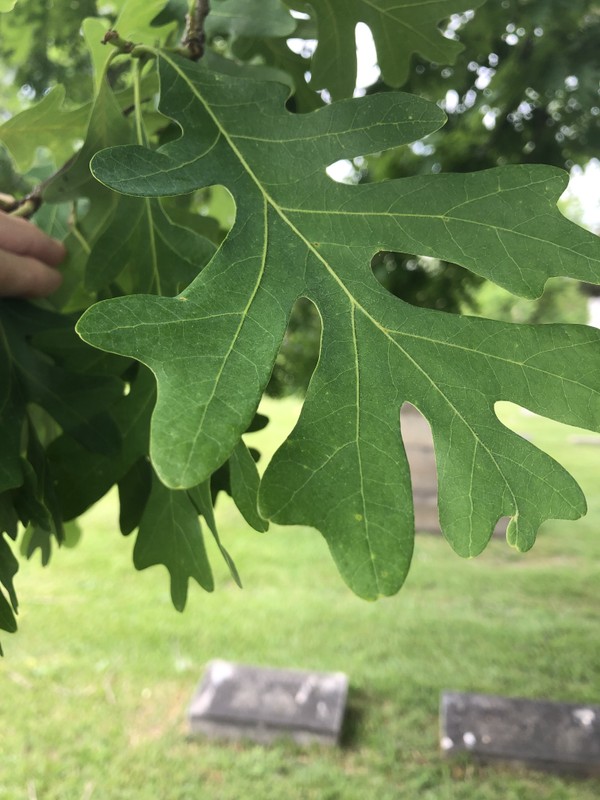 Plant, Flower, Leaf, Tree