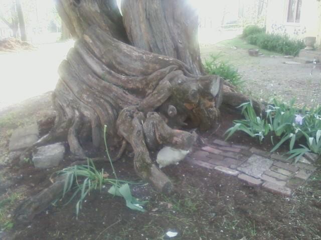 Deformed Tree in The Old Episcopal Burying Ground