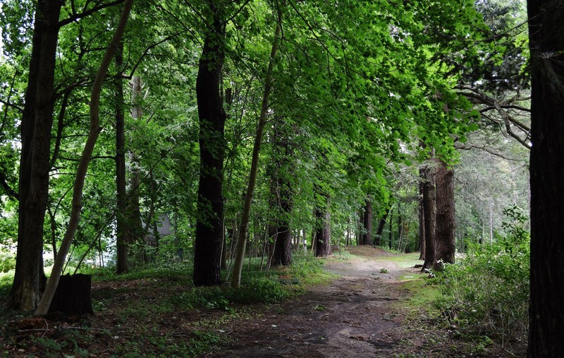 Plant, Natural landscape, Wood, Tree