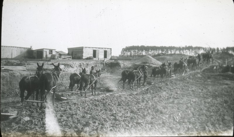 Mules used during construction of Holloway Hall, 1928