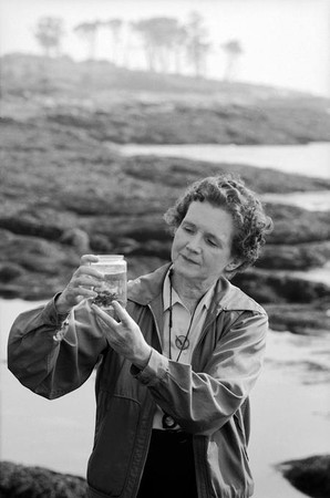 Rachel Carson examining a specimen during her time as a marine biologist. 