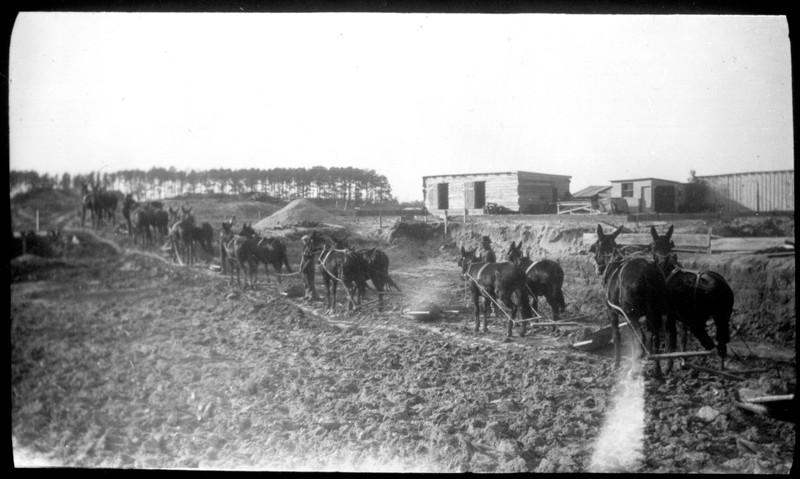 Mules used during construction of Holloway Hall, 1928