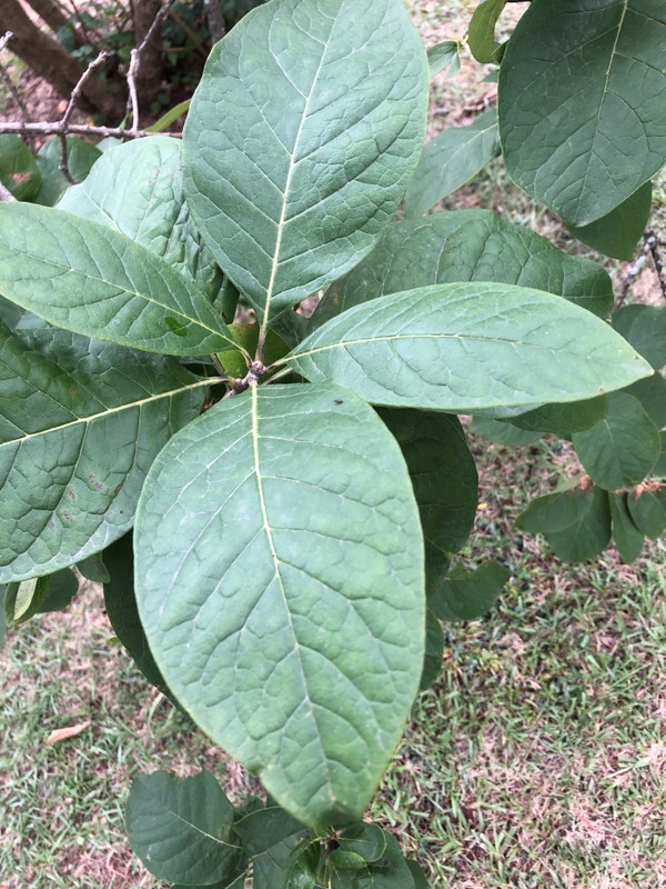 Plant, Terrestrial plant, Tree, Shrub