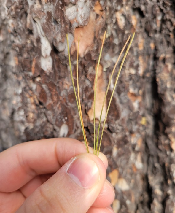 Plant, Flower, Twig, Terrestrial plant