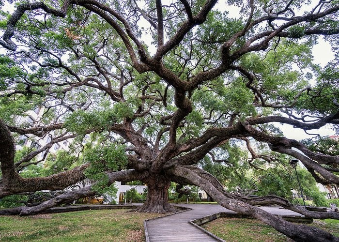 Treaty Oak from the walkway