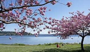 The Seward Park Cherry Blossom Lookout
