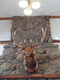 Sampson was a resident bull elk who had lived on the YMCA grounds for many years. 