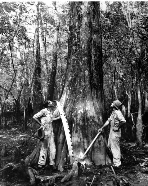 Lumbermen with cypress tree prior to felling (ca. 1910)