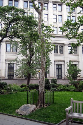 Moon Tree in Washington Square, Philadelphia (photograph by George100/Wikimedia).